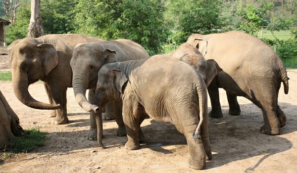 Volunteering at Elephant Nature Park is a life changing experience