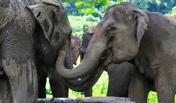 Elephants take a rest after the they have some food in the forest.