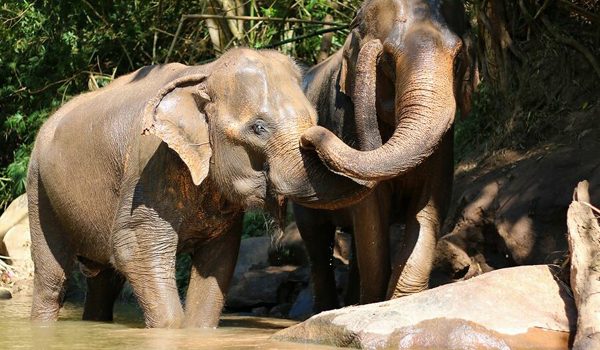 Elephants are happy to live with freedom and they are having afternoon chat.