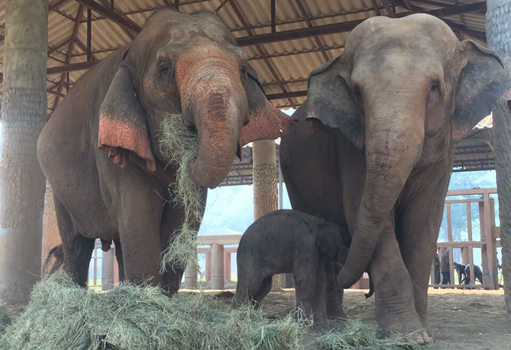 Dok Rak was born at Elephant Nature Park on 27th April 2016