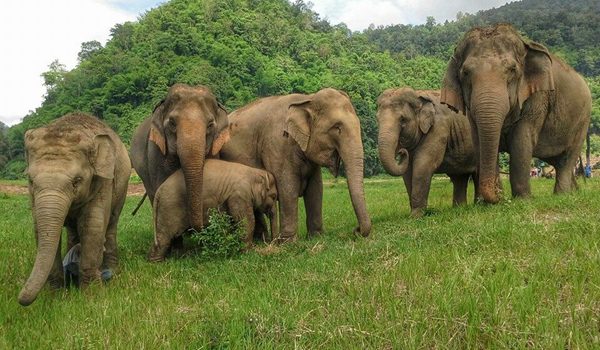 Freedom of life at Elephant Nature Park