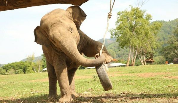 Faa Mai loves to play with tire. 