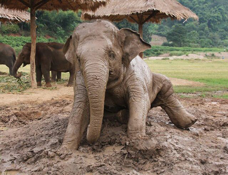 Faa Mai enjoy mud bath.