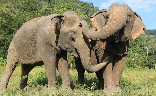 Jokia was very happy to stay beside Mae Perm at Elephant Nature Park.