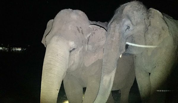Yai Bua stay beside Jokia to protect her during night time.