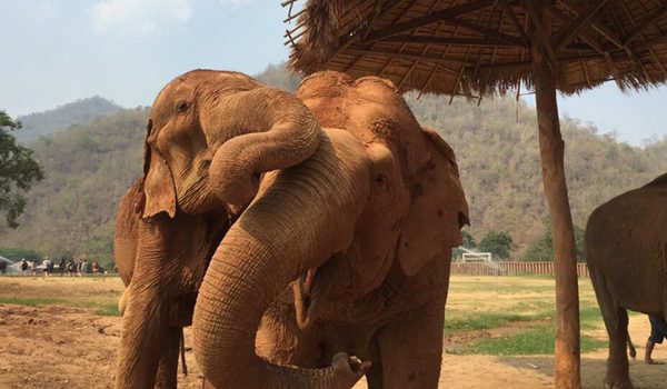 Jokia and Yai Bua having a trunk hug to each other.