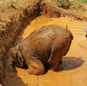 Elephant at Karen Elephant Experience have a great time in the mud pit. 