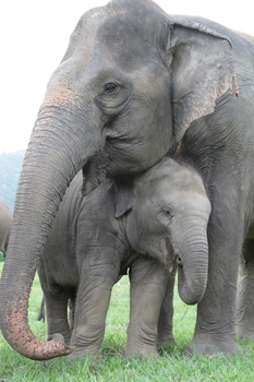 Mae Perm and her nanny duty at Elephant Nature Park.