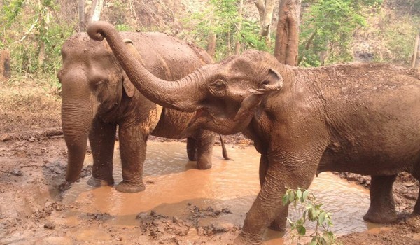 Elephants refreshing them self in the mud pit