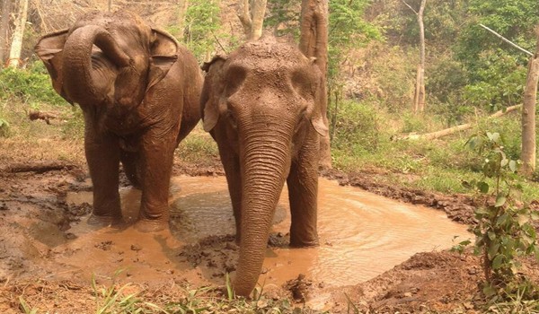 Elephants at Sunshine for Elephants program have mud bath after the jungle walk