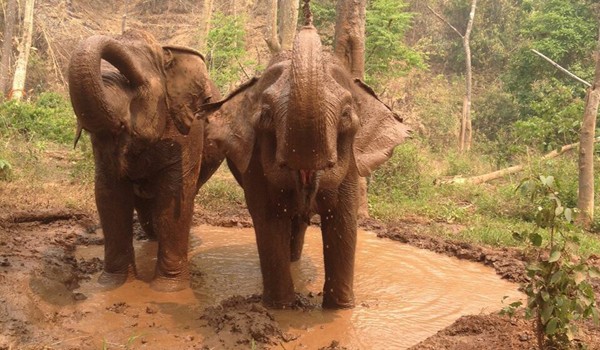 Elephants love to have mud bath