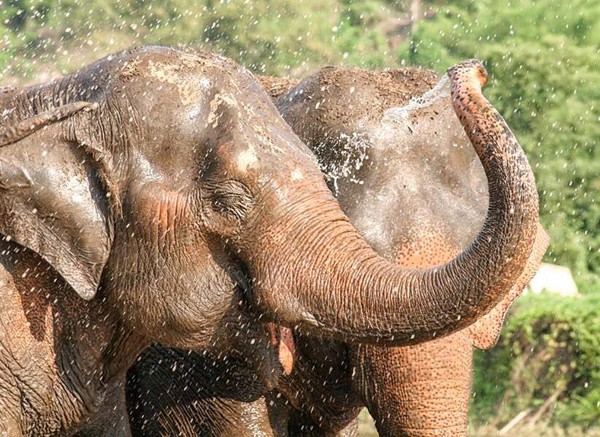 Elephants love to splash the water.