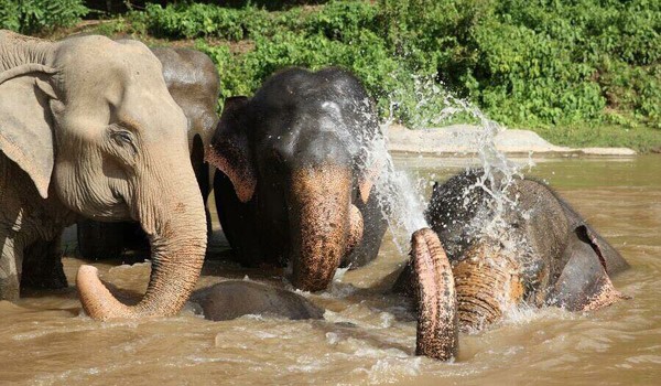 Elephants are happy to play together in the river.