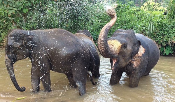 Refreshing in the river is a great time for elephants.