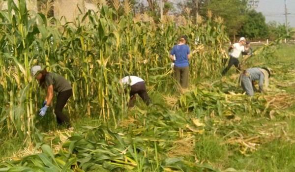 The Volunteer doing the corn harvest.