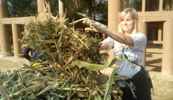 Volunteer at Elephant Nature Park cleaning the elephant shelter.