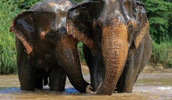 Elephants having a great time in the river