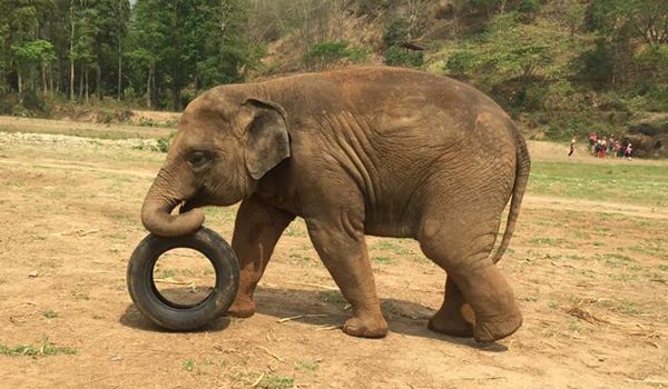 Yindee loves tire as a favorite toy
