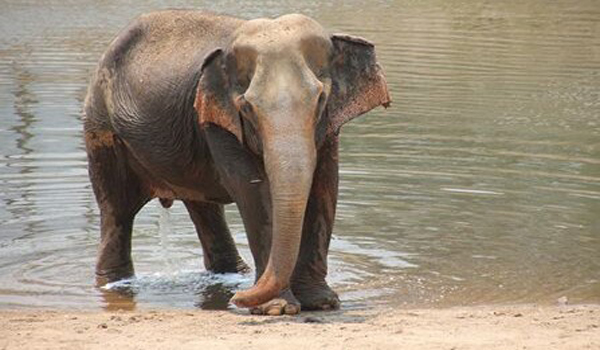 ELEPHANT OF THE WEEK: DIPOR At 50 years old