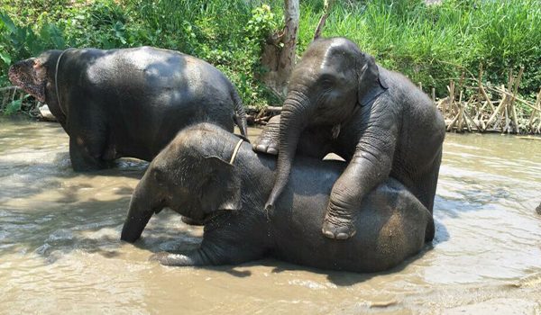 Baby elephant playing with nanny in the river 