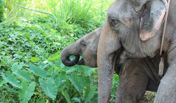 Baby elephant and the mother always get close each other