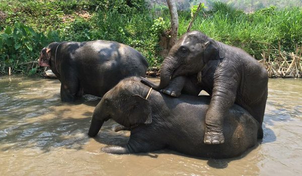 Elephant family have a great fun in the river