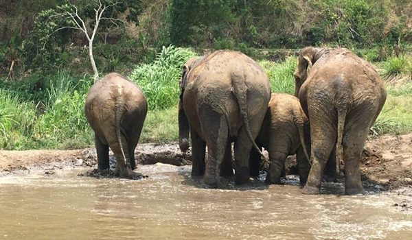 Time to refresh with mud bath for elephants