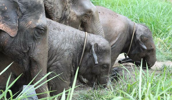 Elephant family at Hope for Elephant program enjoy mud bath