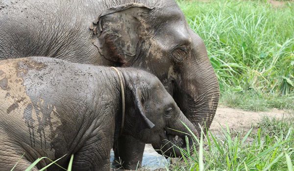 Baby and mother elephant have a great time at Hope for Elephant program