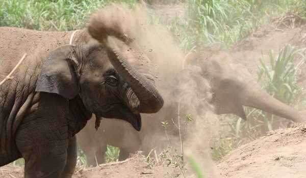 Elephants have dust bath to protect the skin 