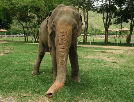 Elephant Of The Week: Jaidee, the generous old lady