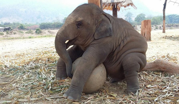 Baby elephant play with everything they see