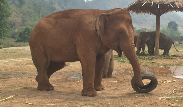 Elephant of the week – Ponsawan, the number one nanny of Yindee