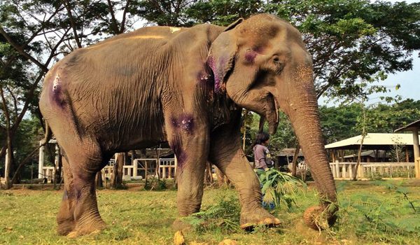 Saza on the first arrival at Elephant Nature Park