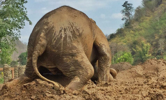 Saza having a happy time at the mud pit 