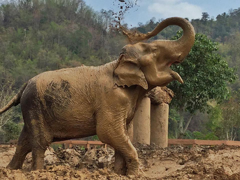 Saza loves to splash the mud to cover her body