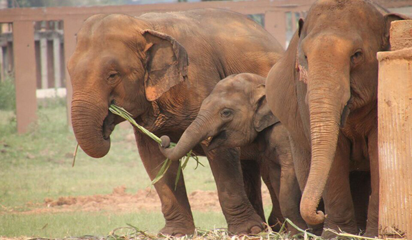 Elephant Ambassador, the great example from the young generation