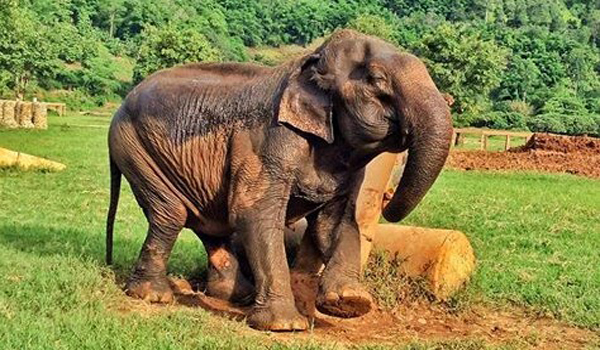 The journey of our latest rescued elephant-Ma Dee