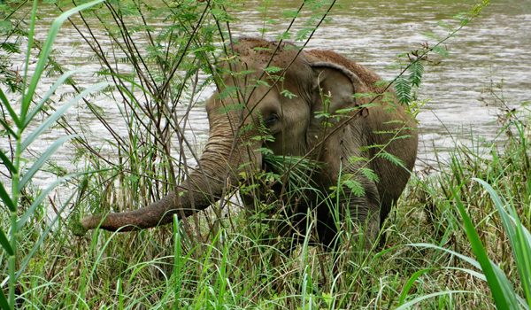 Kham Sai loves to stay at the river bank grazing the green grass