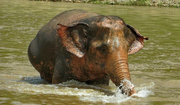 Mae Boon Ma enjoy river bath in the afternoon at ENP