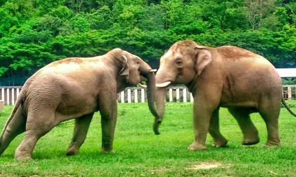 ChangYim and JungleBoy playing together at their chain free enclosure