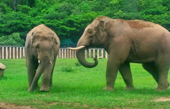 ChangYim and JungleBoy our handsome bull are living happily and growing stronger