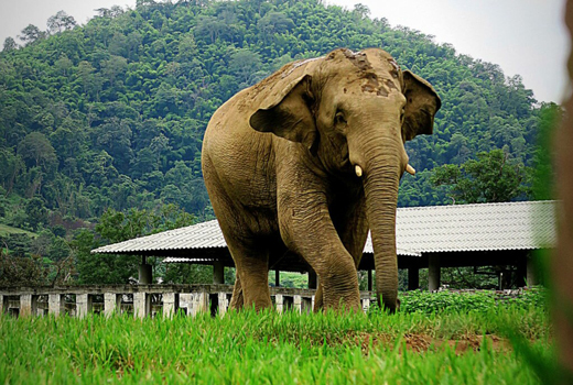Elephant Of The Week: Happy 7th Birth Day Chang Yim