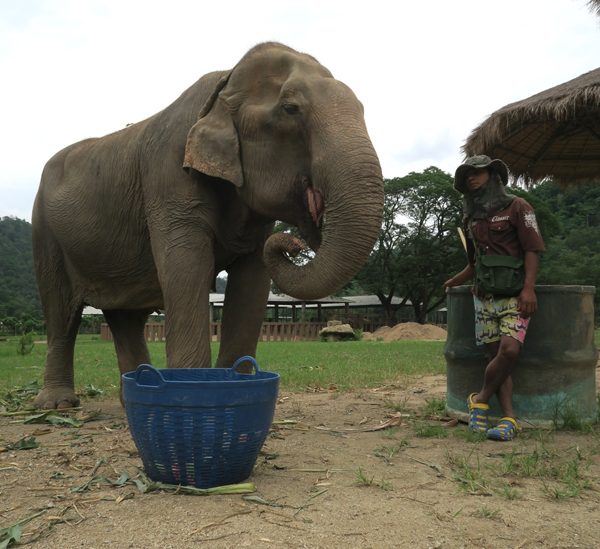 Ma Dee's mahout keep watching the lady to make sure she is fed and happy