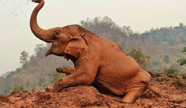 Medo's happy time at the mud pit