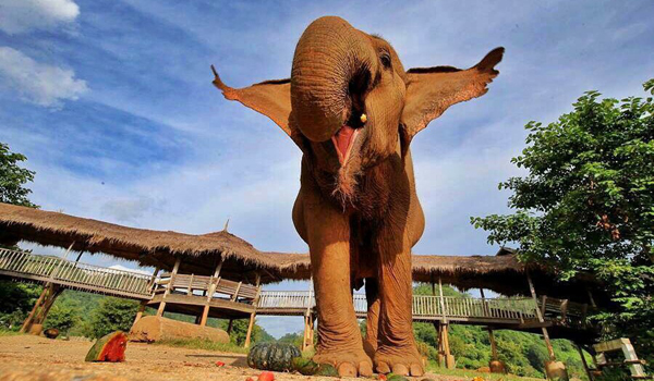 Elephant Of The Week : Medo’s rescue anniversary