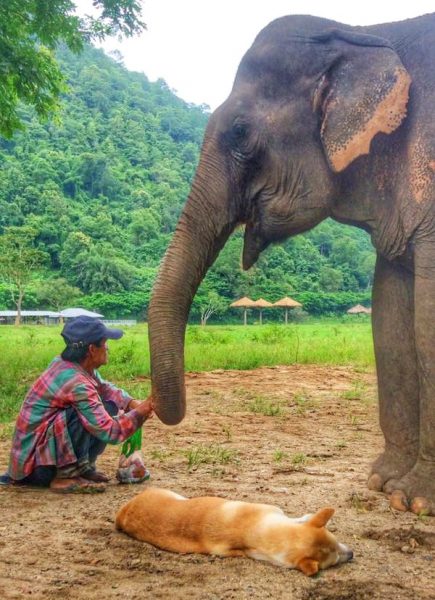 Jan Peng always follow by her mahout, Patee never far away from her