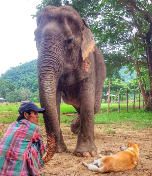 Jan Peng loves her mahout and doggy friend