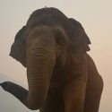 Elephant Of The Week : Jokia