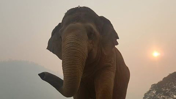 Elephant Of The Week : Jokia